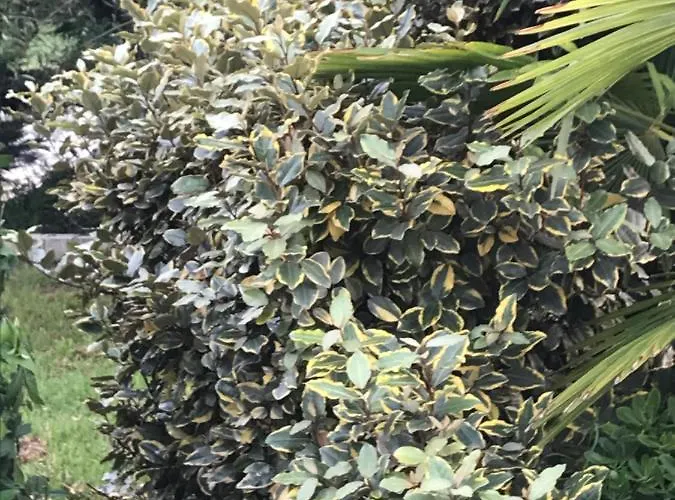 Hébergement de vacances Casa Dei Fiori *