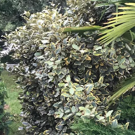 Casa vacanze Casa Dei Fiori *